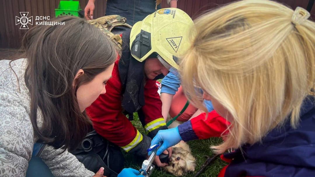 На Київщині росіяни атакували ветеринарну клініку, де перебували беззахисні тварини